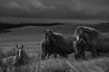 Black and white wild horses