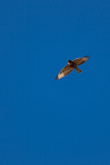 Flying Hawk at the Grand Canyon