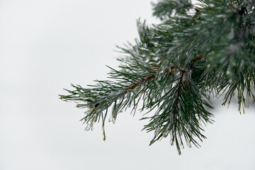 Evergreen Christmas or Fir or Spruce tree branch with fresh snow. Christmas Holidays, Winter Background. Copy space. Selective focus..