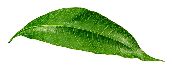 Fototapeta premium mango leaves isolated on white background. clipping path