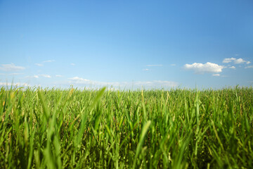 Picturesque view of beautiful field with grass on sunny day