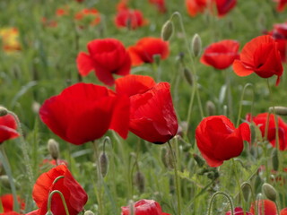 la bellissima fioritura dei papaveri nella campagna toscana