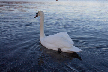 Mute swan (Cygnus olor) floating on the water, swan lake, beautiful elegant bird.