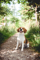 Fröhlicher Beagle im Wald. Portrait von einem Jagdhund.