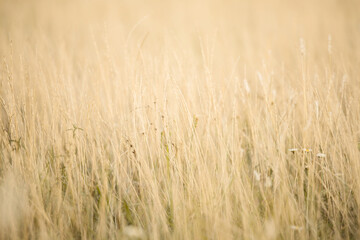creative photography of a country field sunset