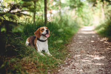 Fröhlicher Beagle im Wald. Portrait von einem Jagdhund.