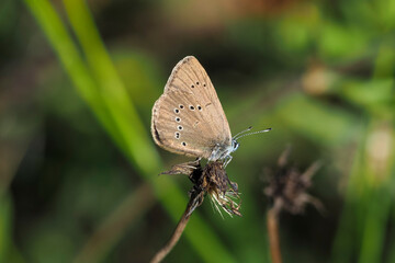 Fototapeta na wymiar The dusky large blue (Phengaris nausithous) is a species of butterfly in the family Lycaenidae.