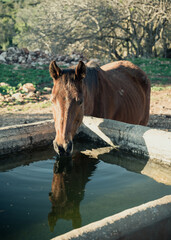 portrait of a brown horse drinking  from a stone trough in the field