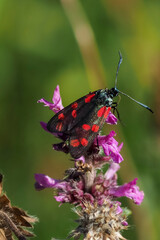 The six-spot burnet (Zygaena filipendulae) is a day-flying moth of the family Zygaenidae.