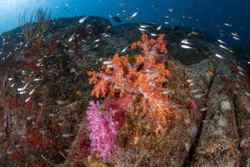 Fototapeta na wymiar red and orange soft coral reef