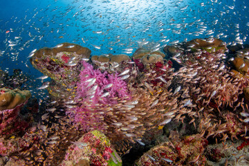 Fototapeta na wymiar school of anchovy and soft corals in the sea