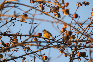 The yellowhammer (Emberiza citrinella) is a passerine bird in the bunting family that is native to Eurasia.