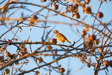 The yellowhammer (Emberiza citrinella) is a passerine bird in the bunting family that is native to Eurasia.