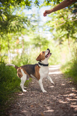 Fröhlicher Beagle läuft und spielt  im Wald. Portrait von einem Jagdhund.