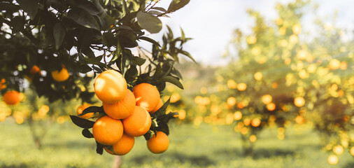 Alberi di arancia in Calabria