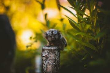 The common marmoset baby on the branch in summer garden