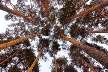 selective focus of bottom view of a pine tree in the winter forest