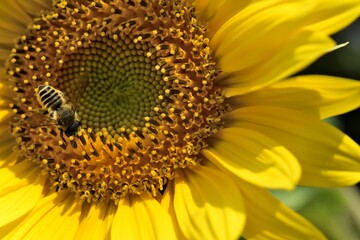 abeille sur une fleur de tournesol