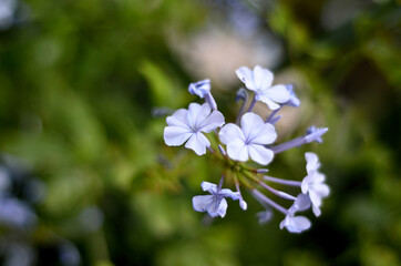 A bunch of beautiful purple flowers blossoming in spring season
