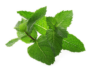 Fresh green mint leaves on white background