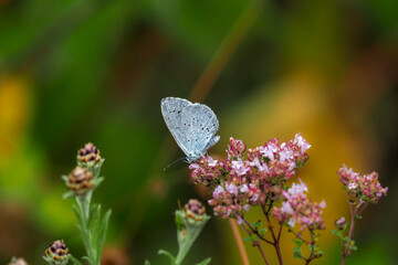 The holly blue (Celastrina argiolus) is a butterfly that belongs to the lycaenids or blues family and is native to Eurasia and North America.