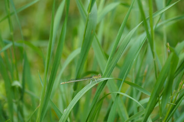 The white-legged damselfly or blue featherleg (Platycnemis pennipes) is a damselfly of slow-flowing, muddy waters.