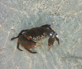 
Brown crab in water