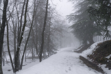 snowy winter landscape in the forest. Steps on snow. Winter weather