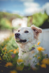 Half breed dog in the nature. Dog walking and running in the forest and have fun