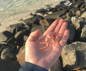 Red crab in hand