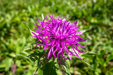Centaurea uniflora flowers in Vanoise national Park, France