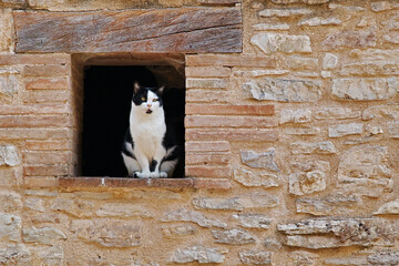 cat in the window