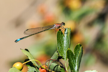 The blue-tailed damselfly or common bluetail (Ischnura elegans) is a damselfly, belonging to the...