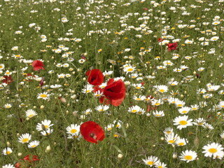 campo di camomilla e papaveri