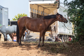 Bay horse tied and waiting near a truck