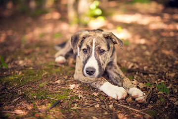 Portrait of a rescued Dog in the nature. Mixed breed dog outdoor having fun. Half-Breed Dog on a walk in the forest