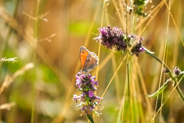 The small heath (Coenonympha pamphilus) is a butterfly species belonging to the family Nymphalidae, classified within the subfamily Satyrinae (commonly known as "the browns"). © weinkoetz