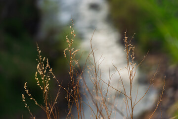 Grass plants growing on the riverbank