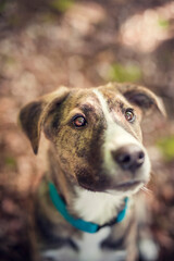 Portrait of a rescued Dog in the nature. Mixed breed dog outdoor having fun. Half-Breed Dog on a walk in the forest