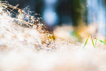 Frozen dewdrops on the grass. Frozen forest weed with blurred background. Screensaver or background of winter flora
