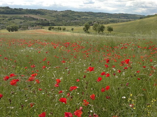 campo di papaveri nella campagna fiorentina