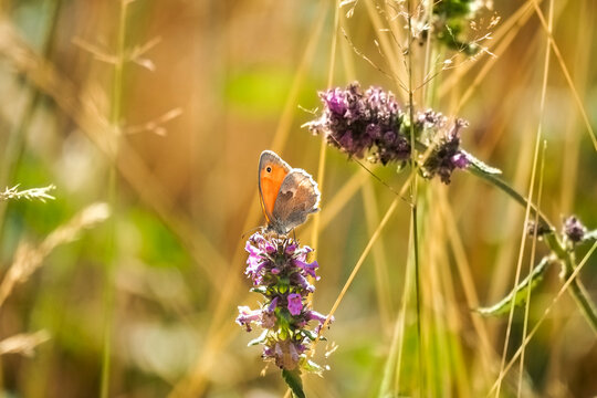 The small heath (Coenonympha pamphilus) is a butterfly species belonging to the family Nymphalidae, classified within the subfamily Satyrinae (commonly known as "the browns").