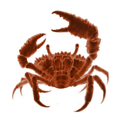 Strong red crab with a large claw in a protective pose, illustration isolate sketch art.