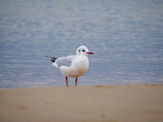 Fototapeta premium some several white seagulls are on the beach of the Baltic Sea