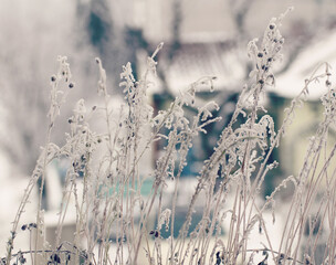 Nature in winter, small plants ice freezed from the harsh weather