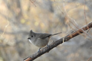 A juniper titmouse perched on a small branch in the Los Padres National Forest, California.