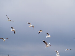 some several white gulls flying side by side in the sky