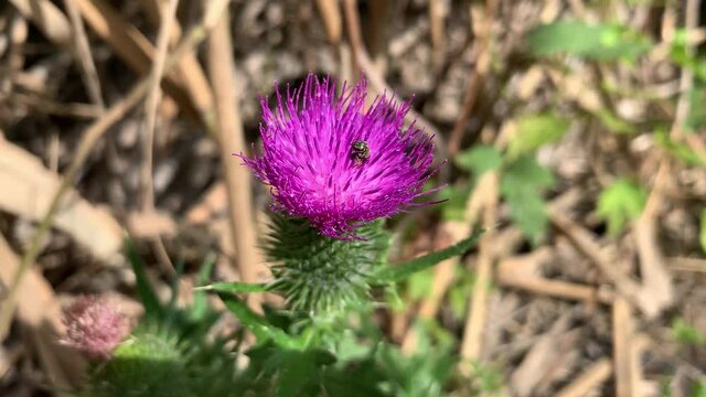 Fly collecting pollen on a Thistle (Carduus) purple flower