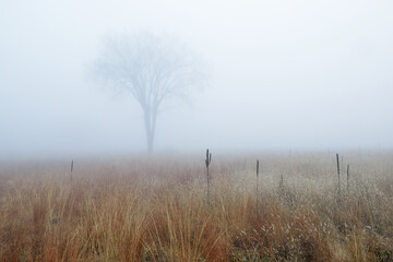 Autumn landscape of tall grass prairie in fog, Fort Custer State Park, Michigan, USA - obrazy, fototapety, plakaty