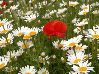 campo di camomilla e papaveri